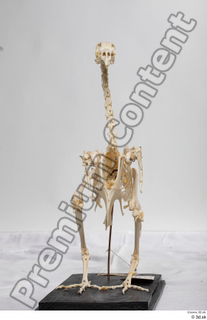 Chicken skeleton chicken skeleton 0022.jpg